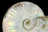 Silver Iridescent Ammonite (Cleoniceras) Fossil - Madagascar #137398-1